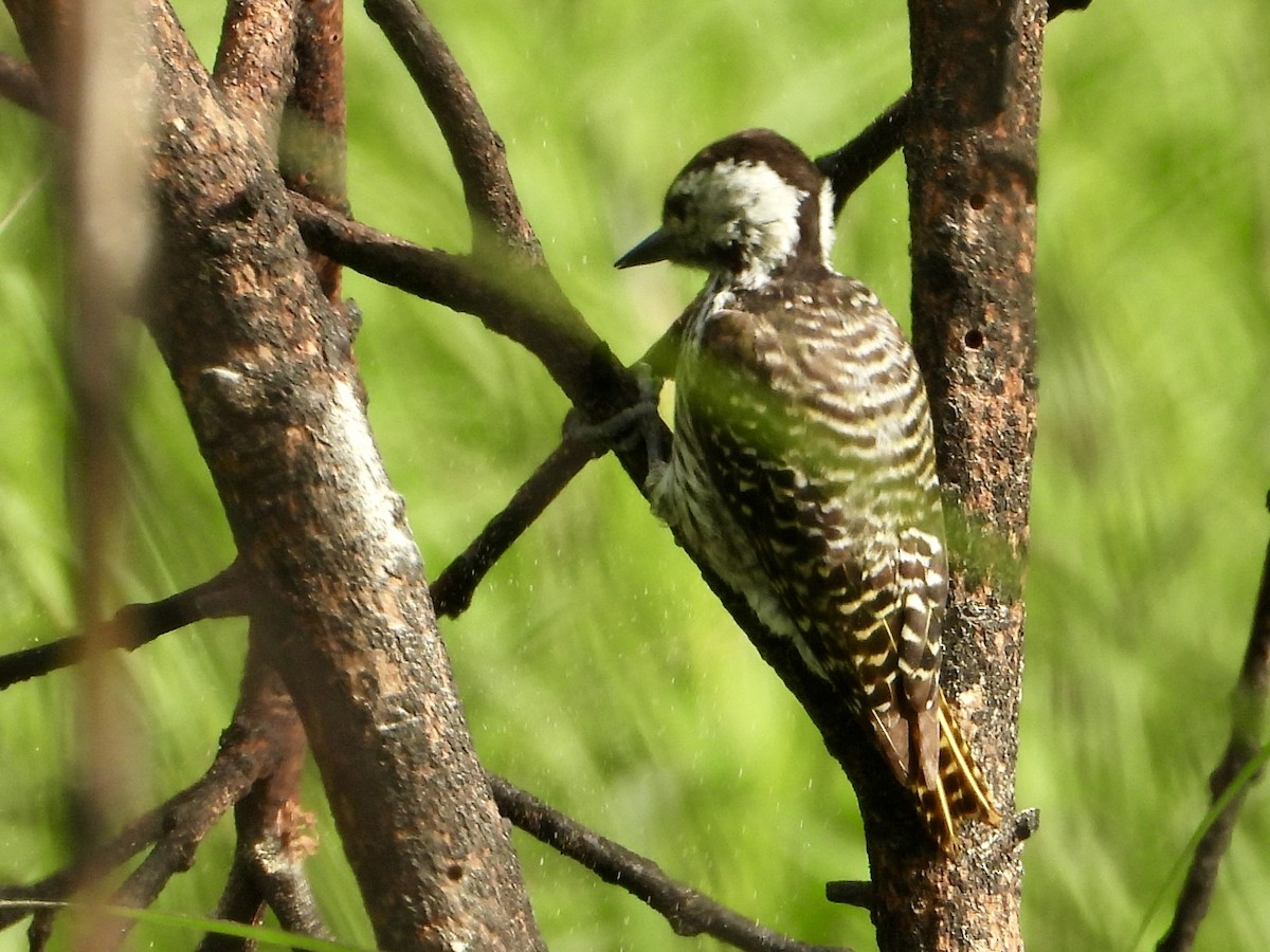 Cardinal Woodpecker - ML646960501