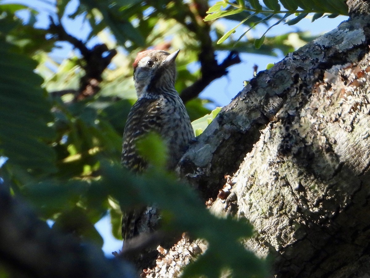 Cardinal Woodpecker - ML646960502