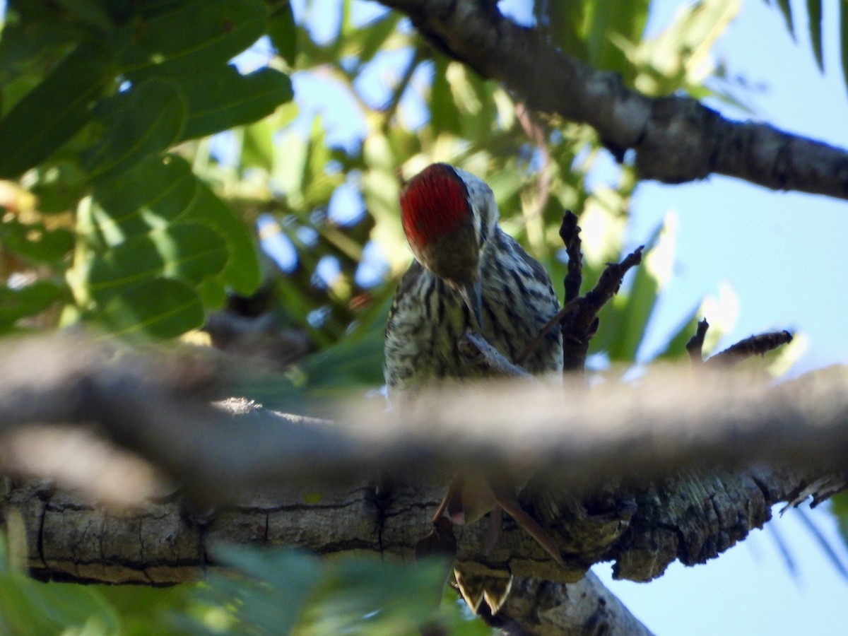 Cardinal Woodpecker - ML646960503