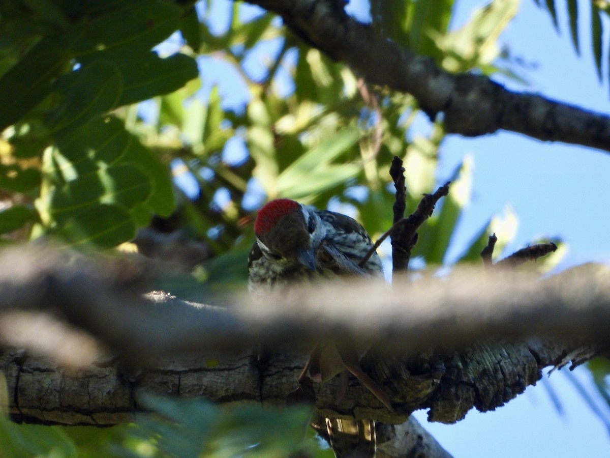 Cardinal Woodpecker - ML646960504