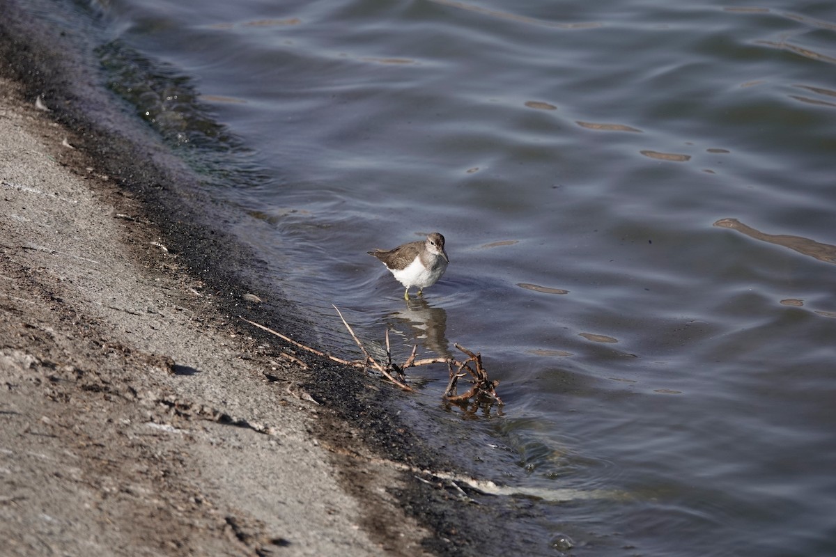 Common Sandpiper - ML646960508
