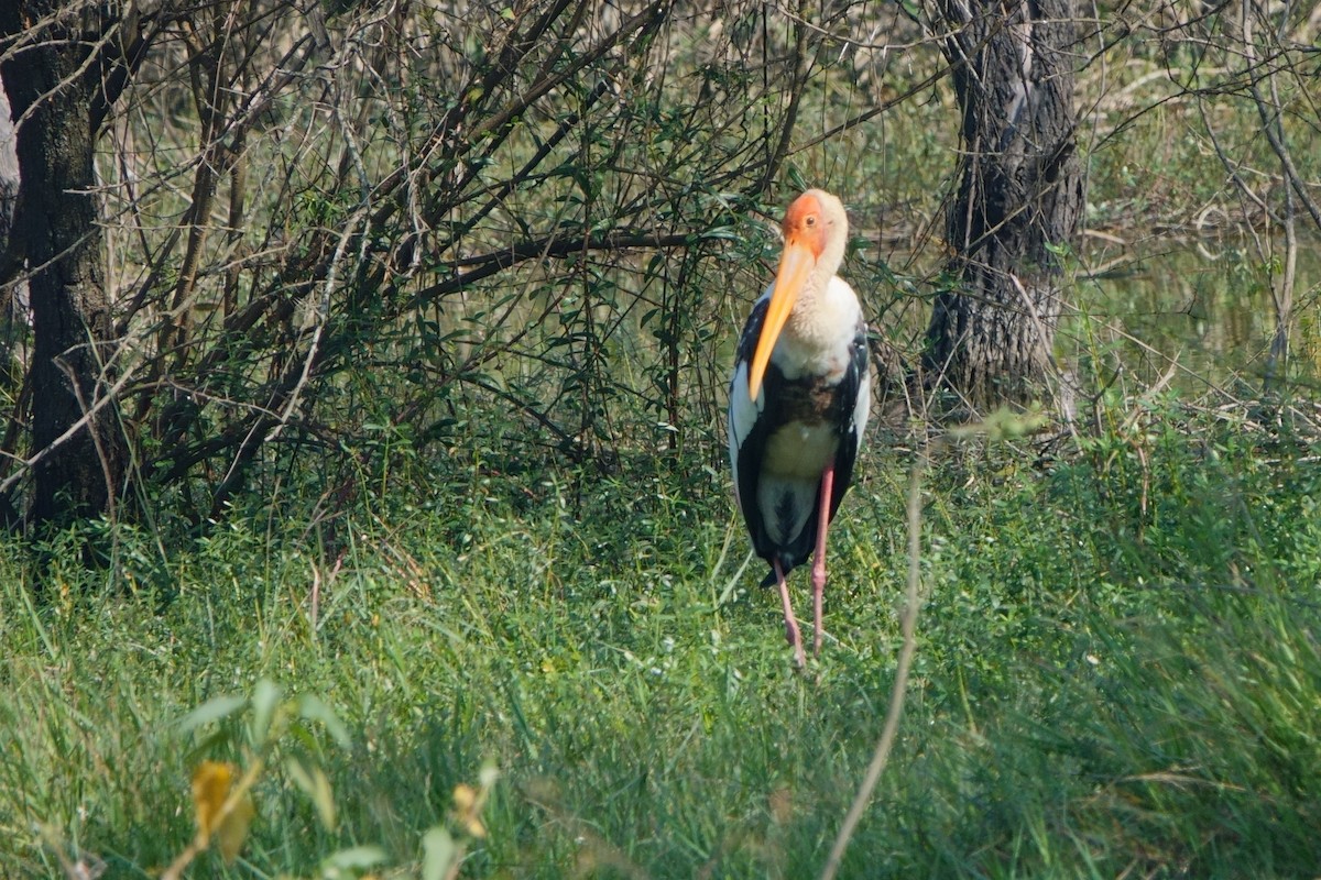 Painted Stork - ML646960510