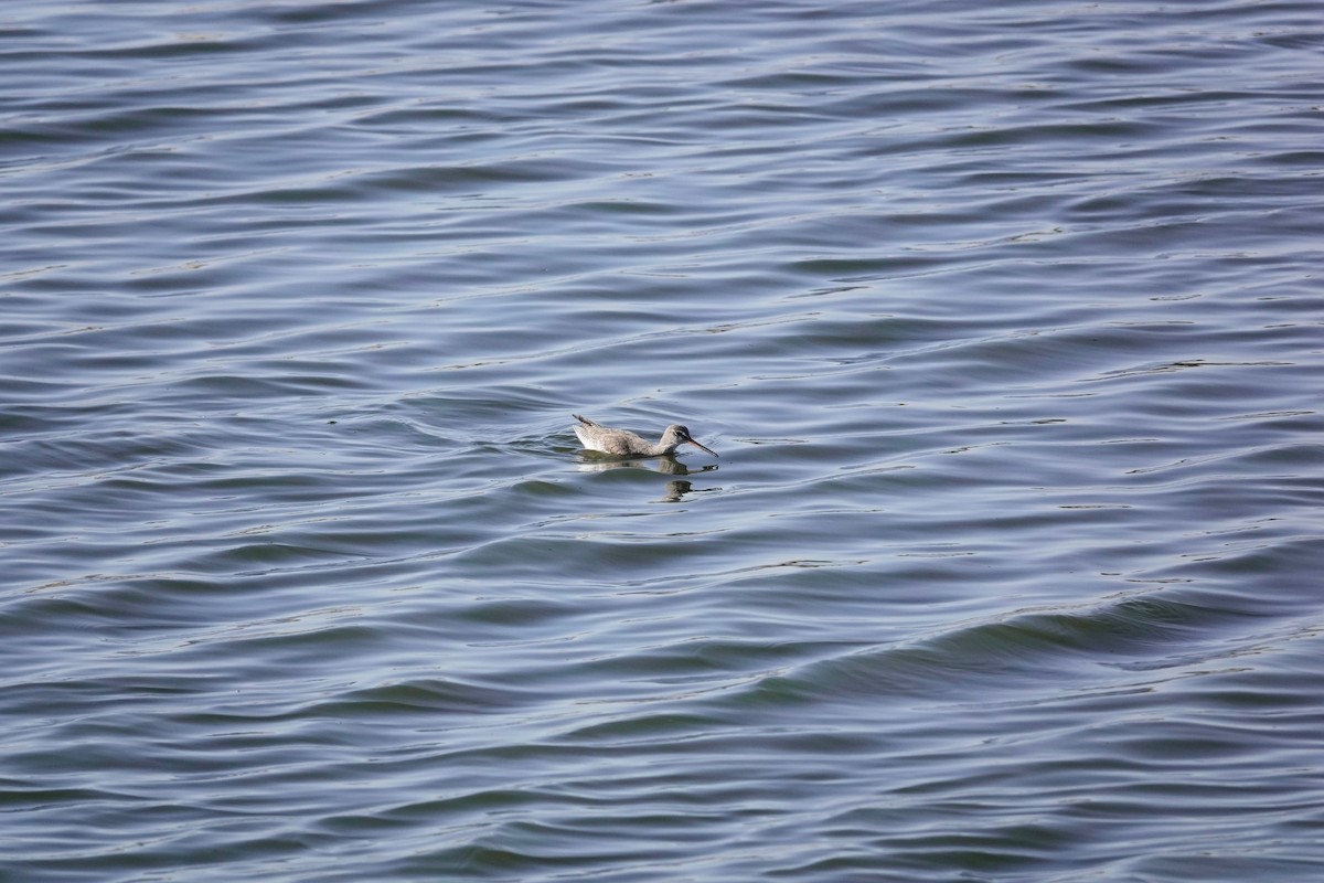 Spotted Redshank - ML646960511
