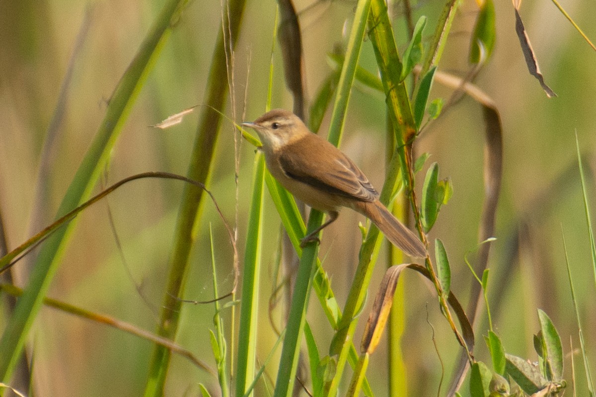 Paddyfield Warbler - ML646960512