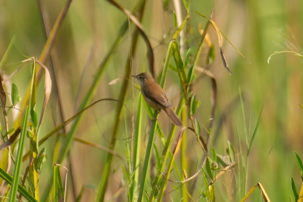 Paddyfield Warbler - ML646960513