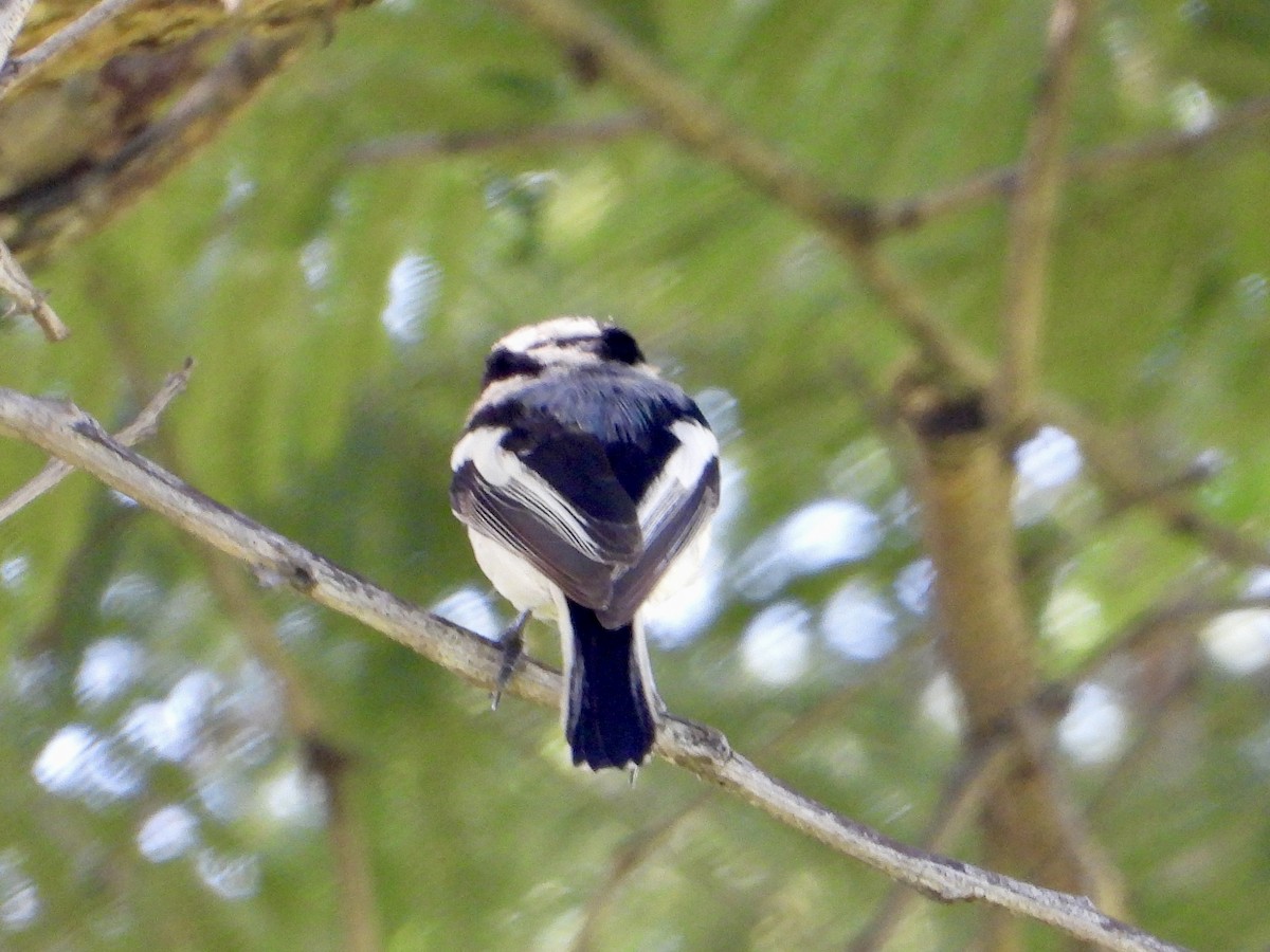 Chinspot Batis - ML646960514