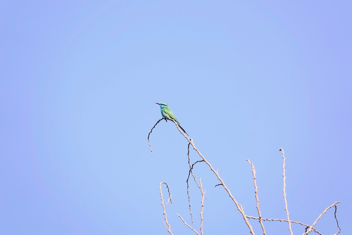 Arabian Green Bee-eater - ML646960515