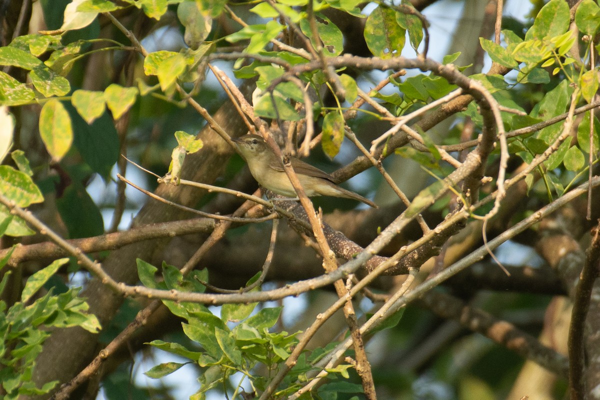 Blyth's Reed Warbler - ML646960517