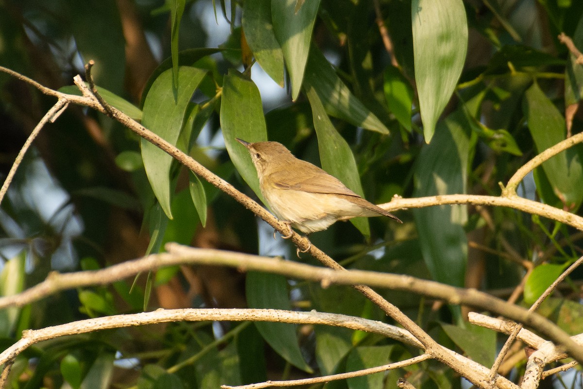 Blyth's Reed Warbler - ML646960518