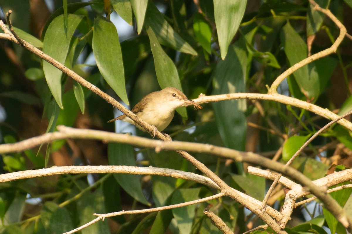 Blyth's Reed Warbler - ML646960519