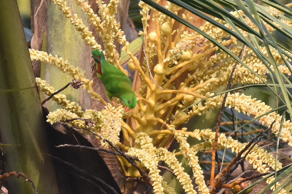 Vernal Hanging-Parrot - ML646960521