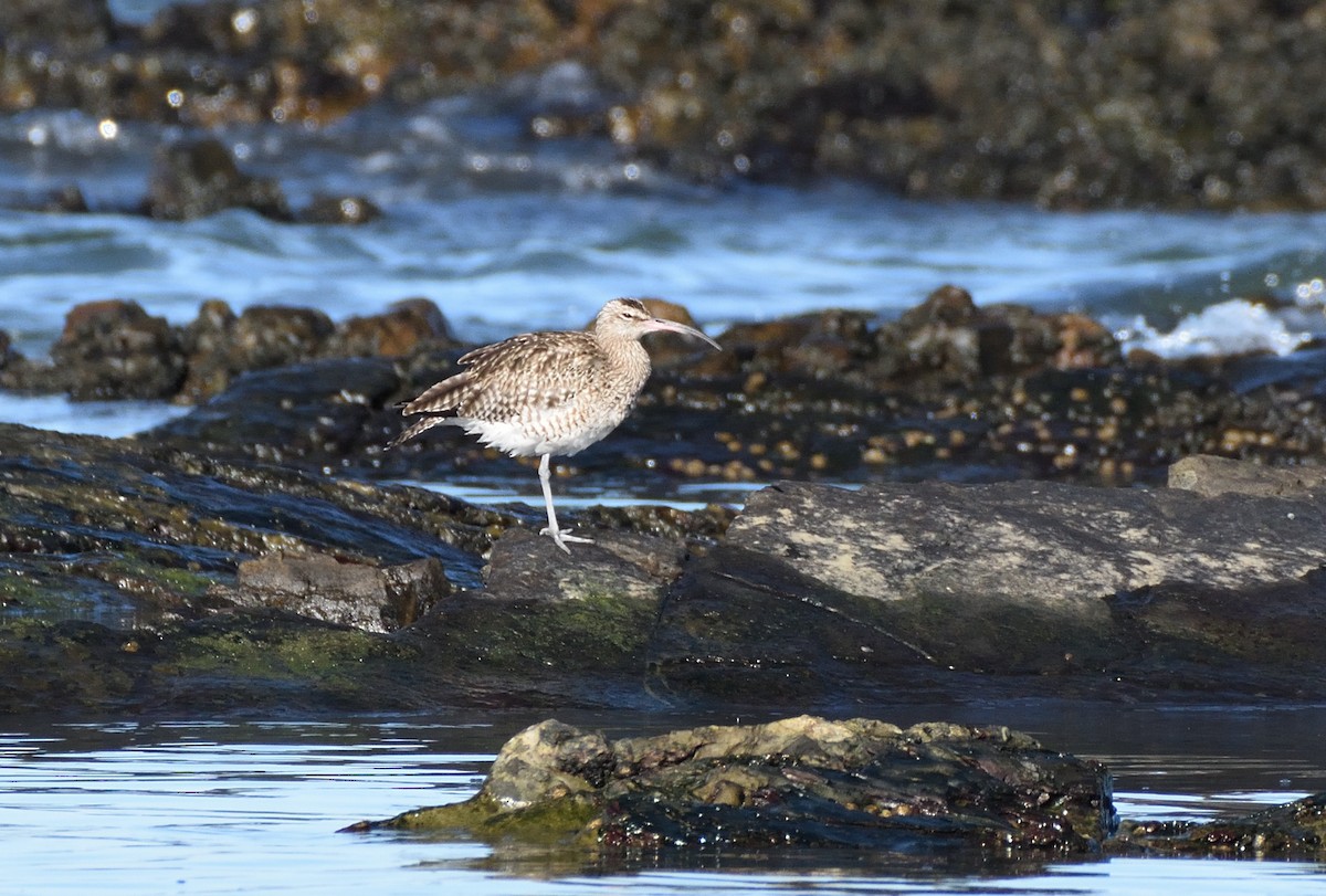 Regenbrachvogel (phaeopus) - ML646960522