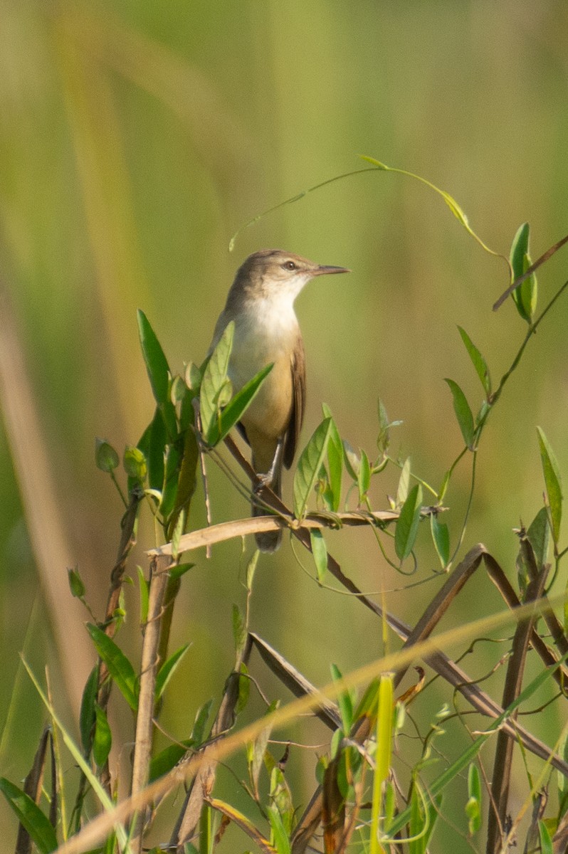 קנית אפריקנית - ML646960523