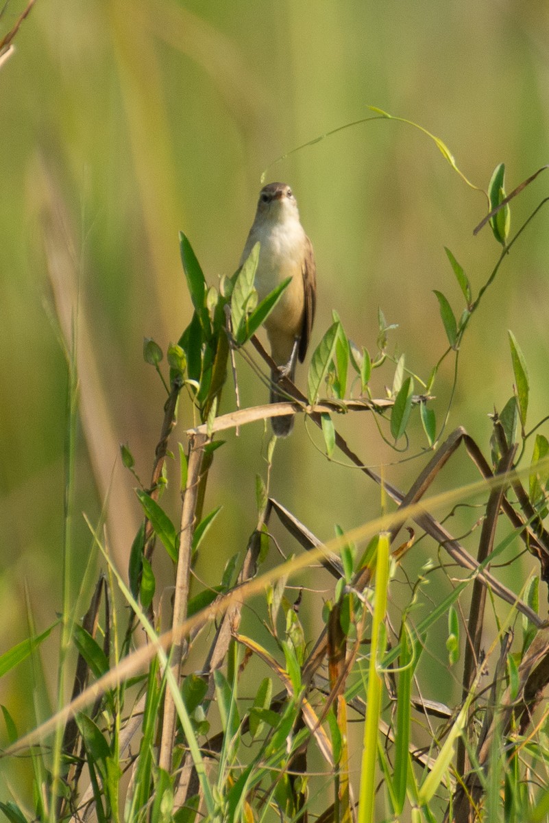 קנית אפריקנית - ML646960524