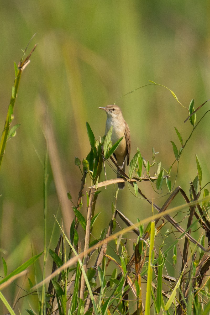 קנית אפריקנית - ML646960525
