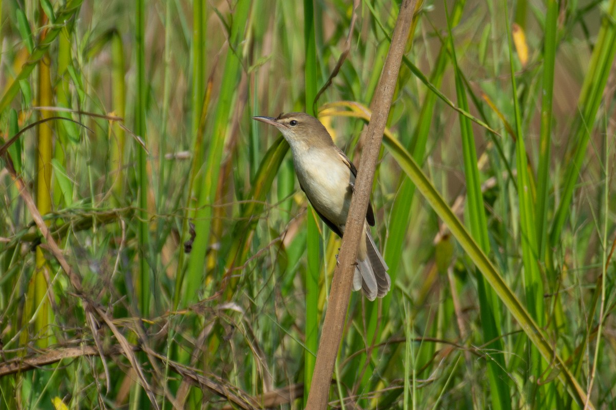 קנית אפריקנית - ML646960526