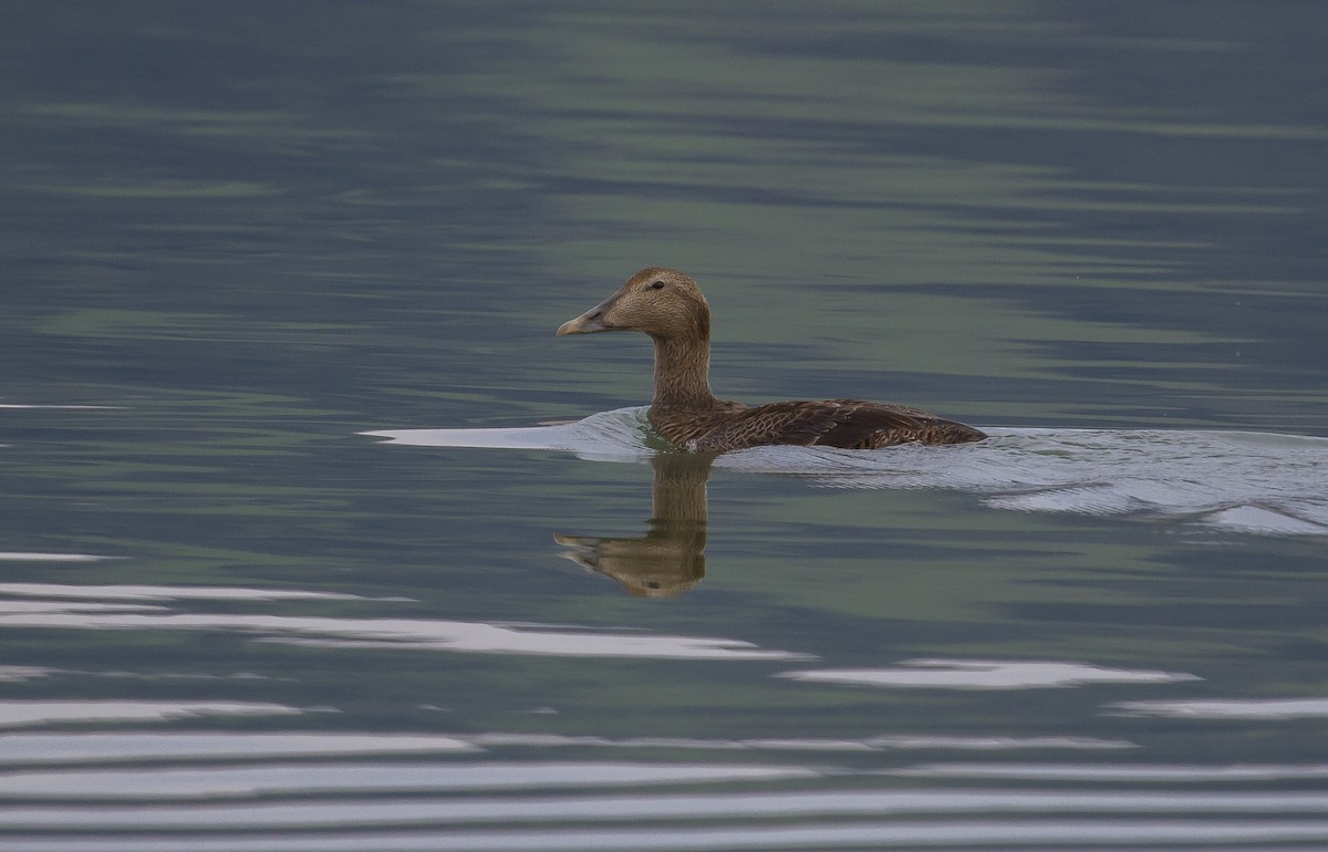Common Eider - ML646960527