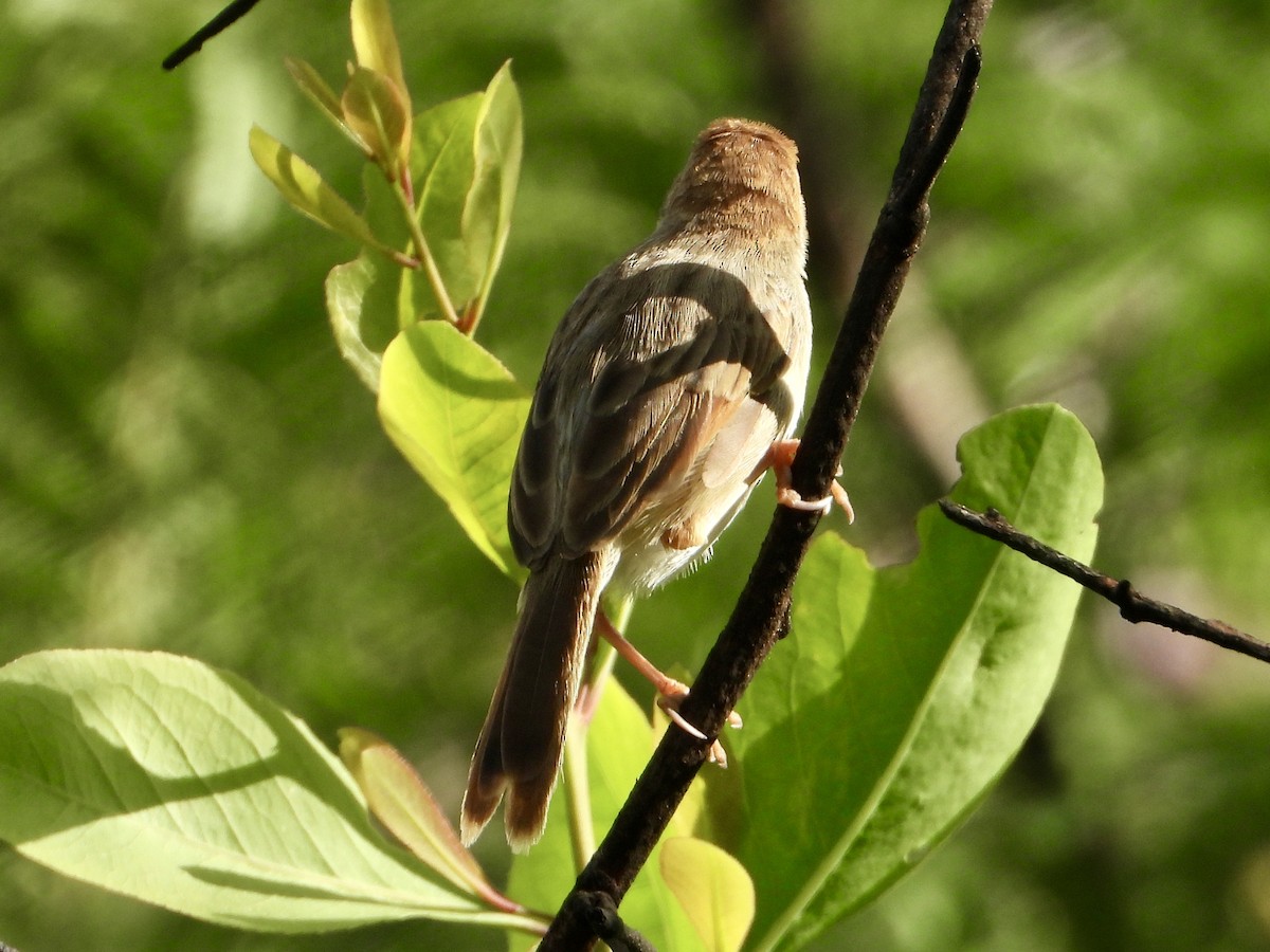 Tawny-flanked Prinia - ML646960529