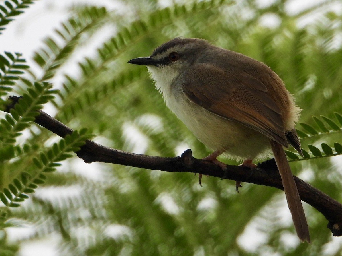 Tawny-flanked Prinia - ML646960530