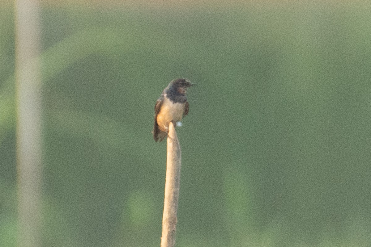 Barn Swallow - ML646960532