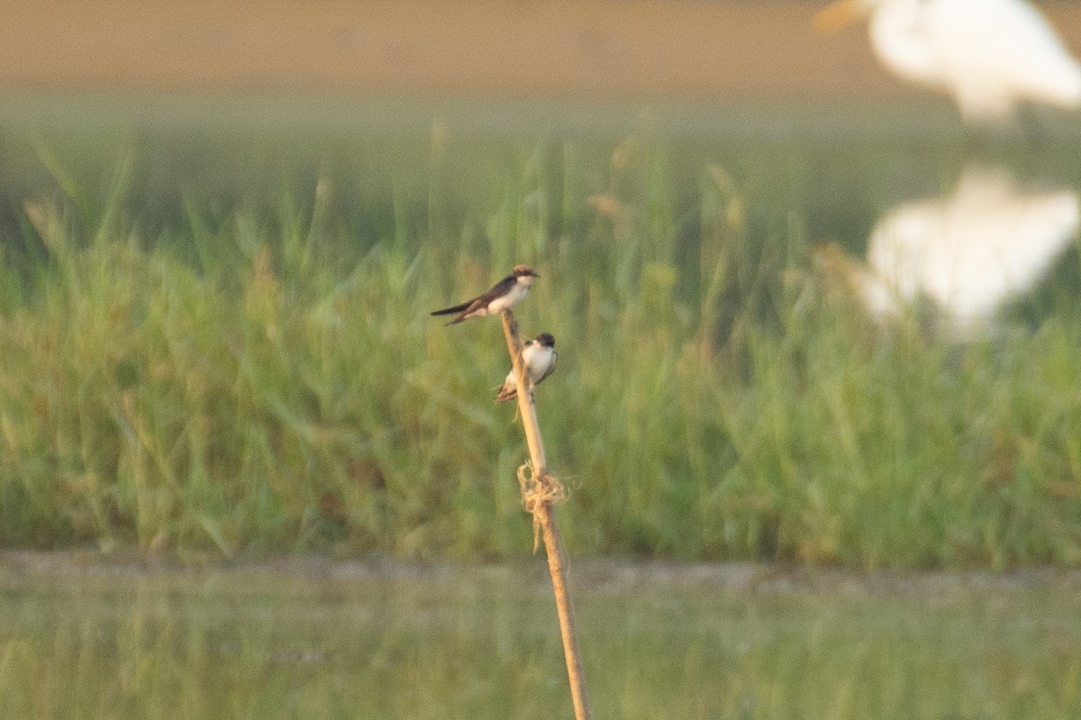 Wire-tailed Swallow - ML646960533