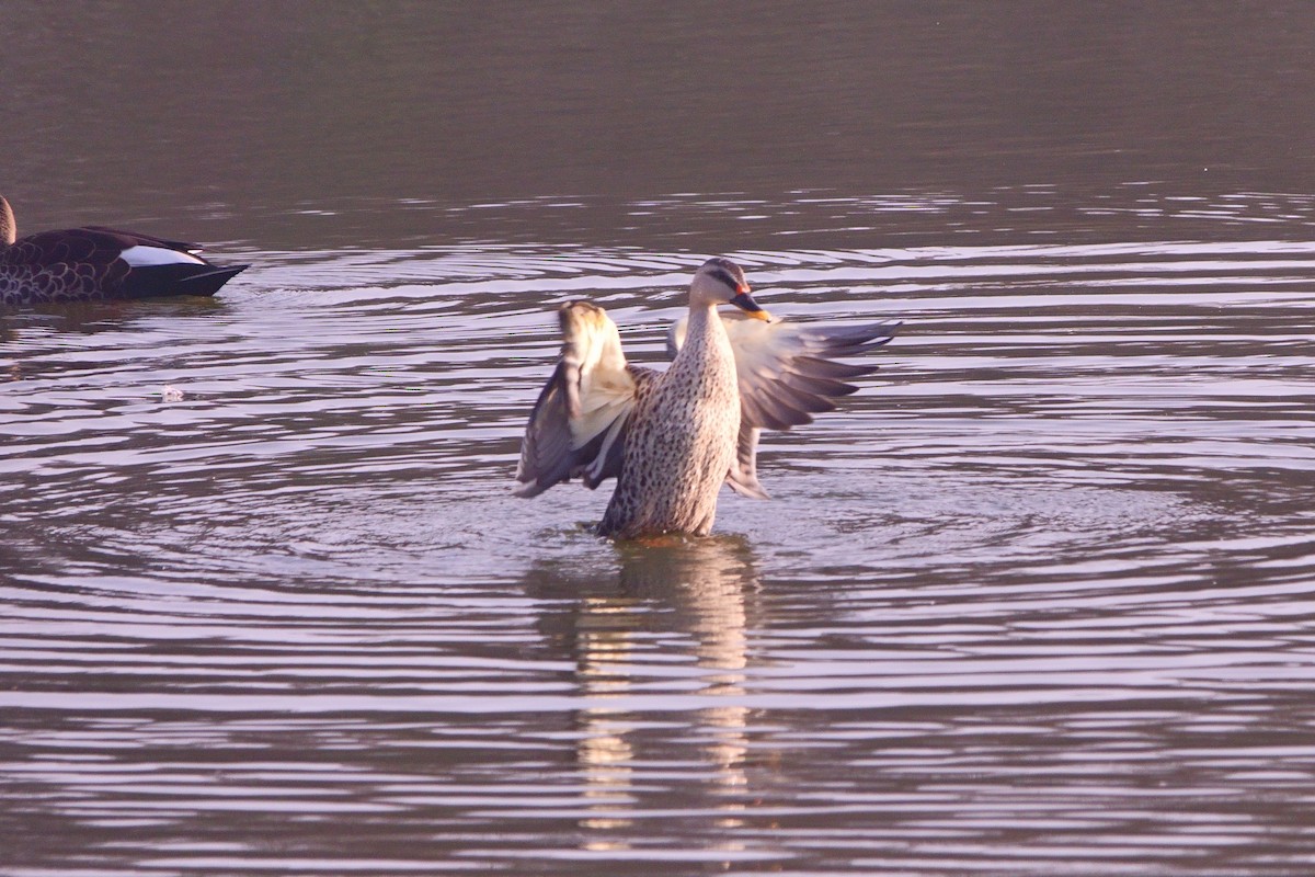 Indian Spot-billed Duck - ML646960536