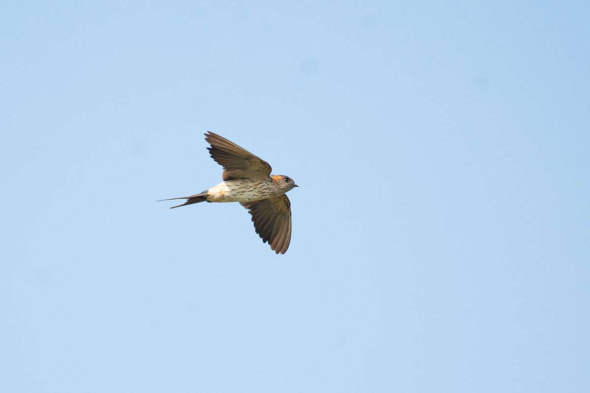 Eastern Red-rumped Swallow - ML646960537