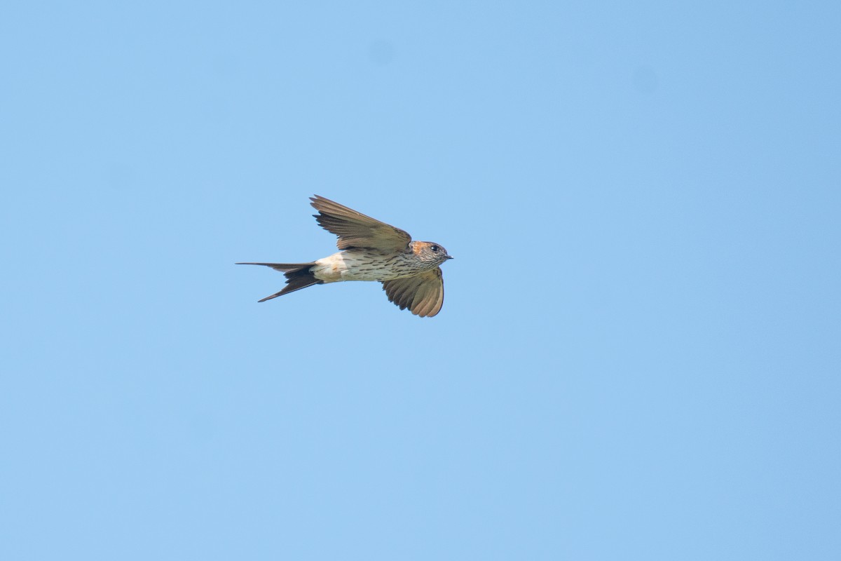 Eastern Red-rumped Swallow - ML646960538