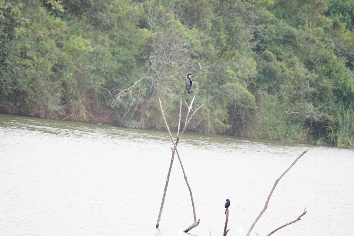 Great Cormorant (White-breasted) - ML646960539