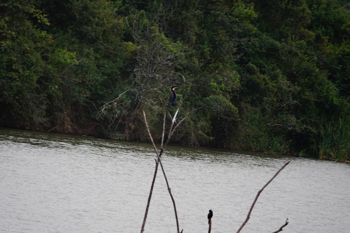 Great Cormorant (White-breasted) - ML646960540