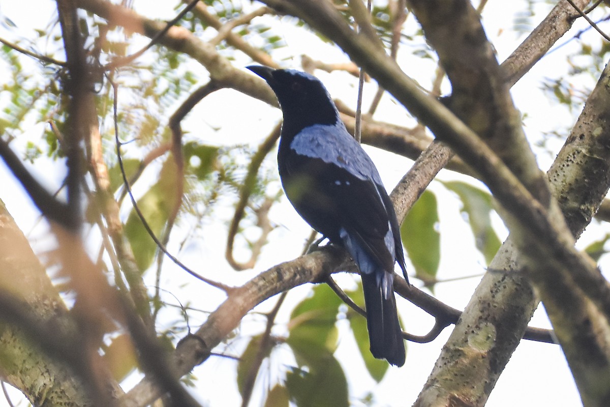 irena tyrkysová - ML646960544