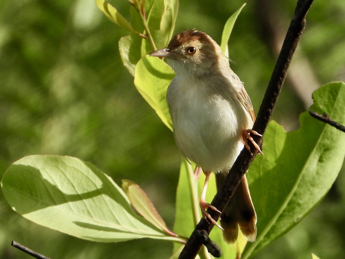 Rattling Cisticola - ML646960549
