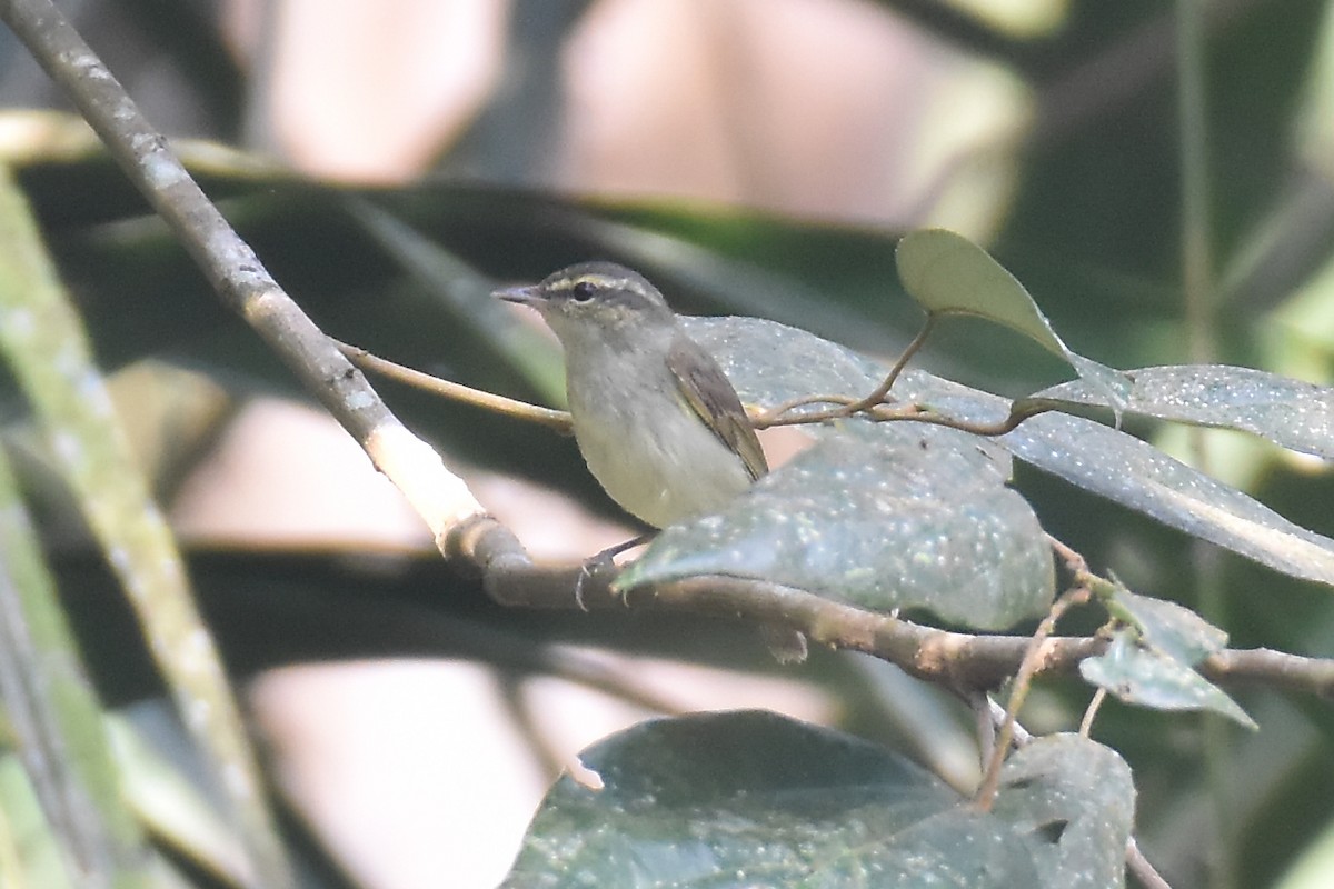 budníček velkozobý - ML646960555