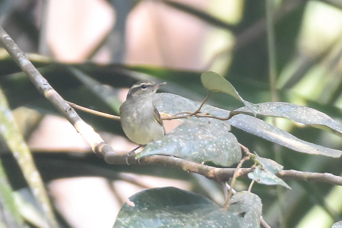 budníček velkozobý - ML646960556