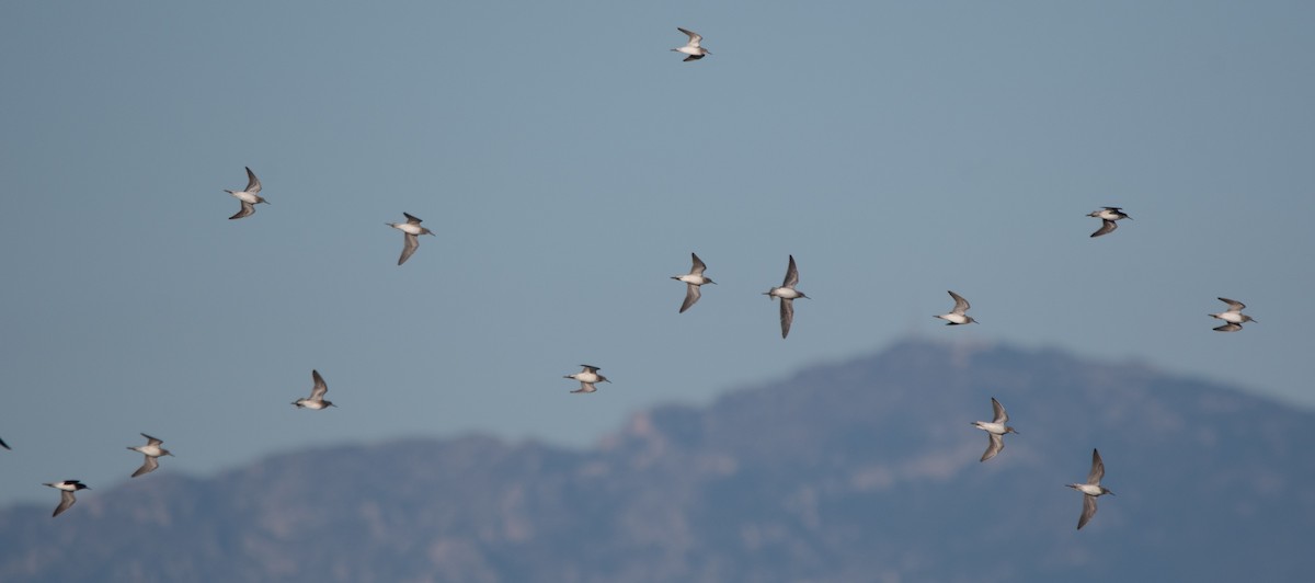 vodouš bahenní - ML646960558