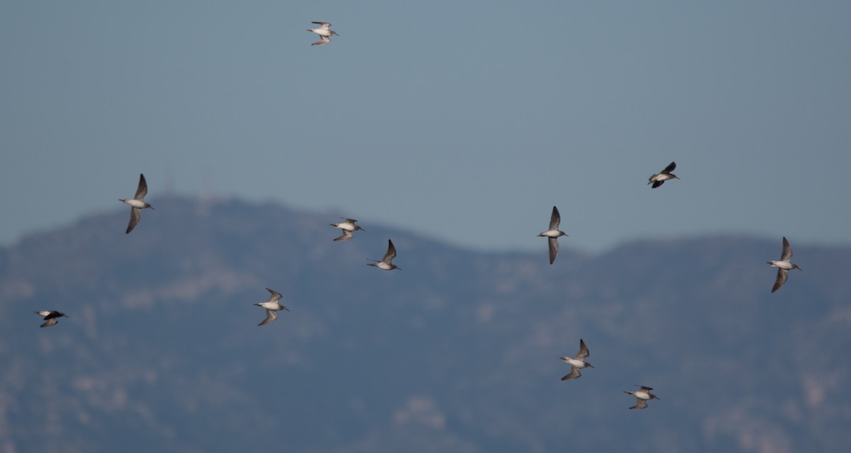 vodouš bahenní - ML646960559