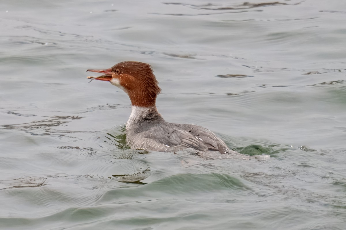 Common Merganser - ML646960573