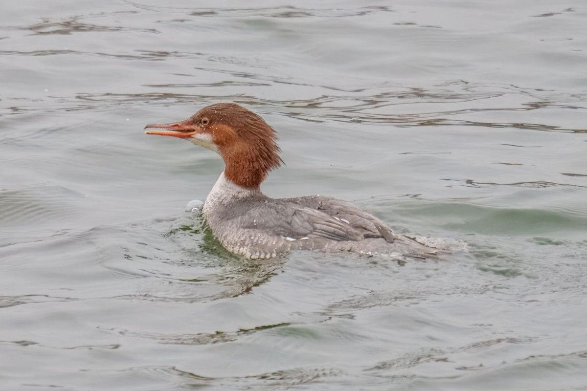 Common Merganser - ML646960574