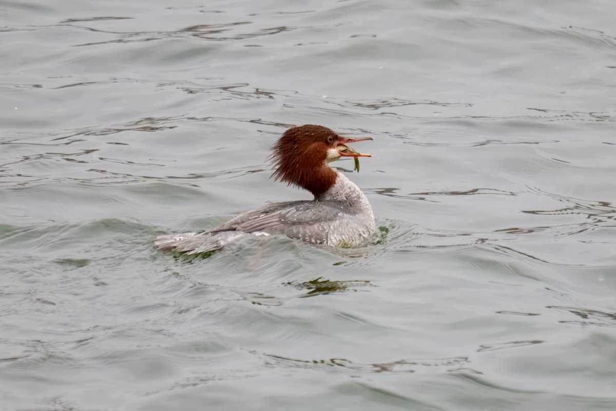Common Merganser - ML646960576