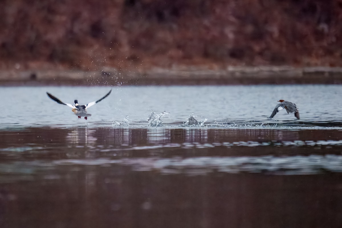 Common Merganser - ML646960577