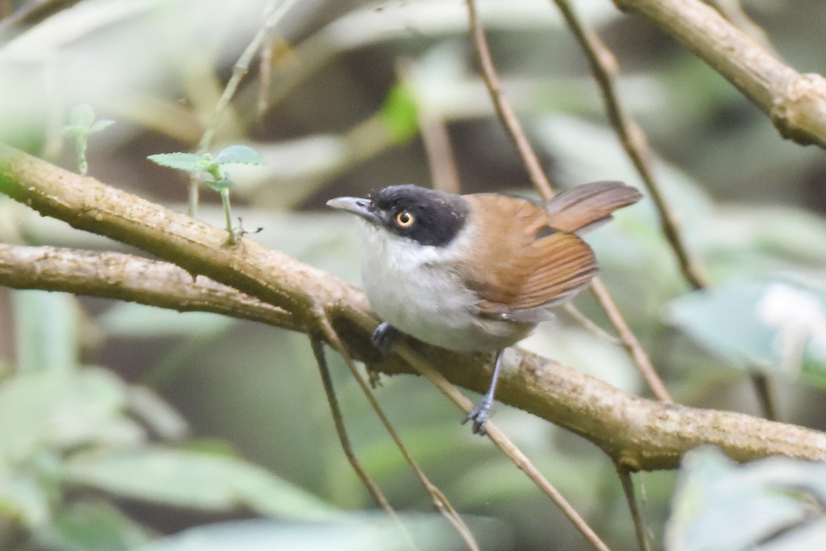 Dark-fronted Babbler - ML646960578