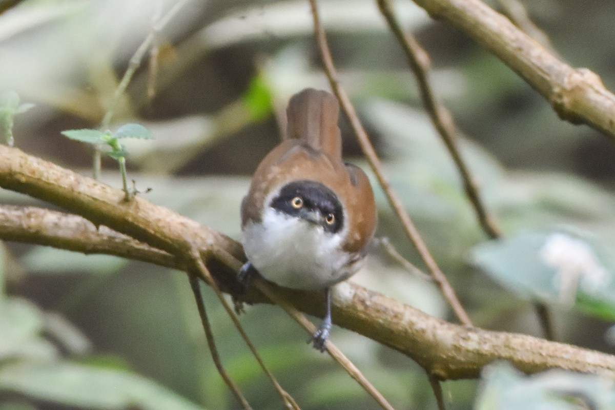 Dark-fronted Babbler - ML646960579