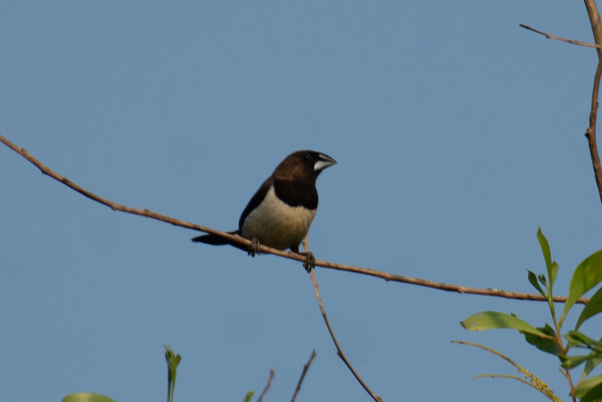White-rumped Munia - ML646960580