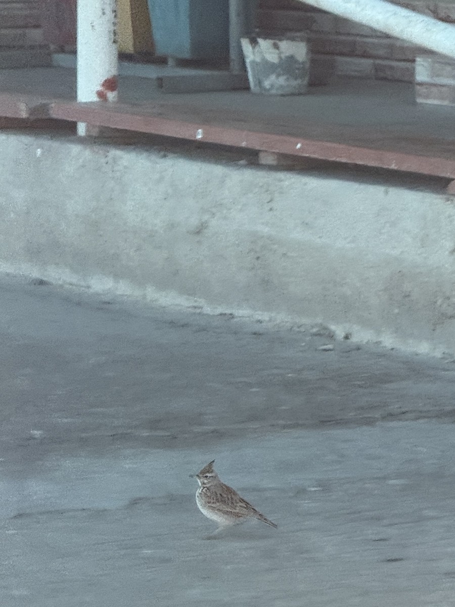 Cogujada Común - ML646960584