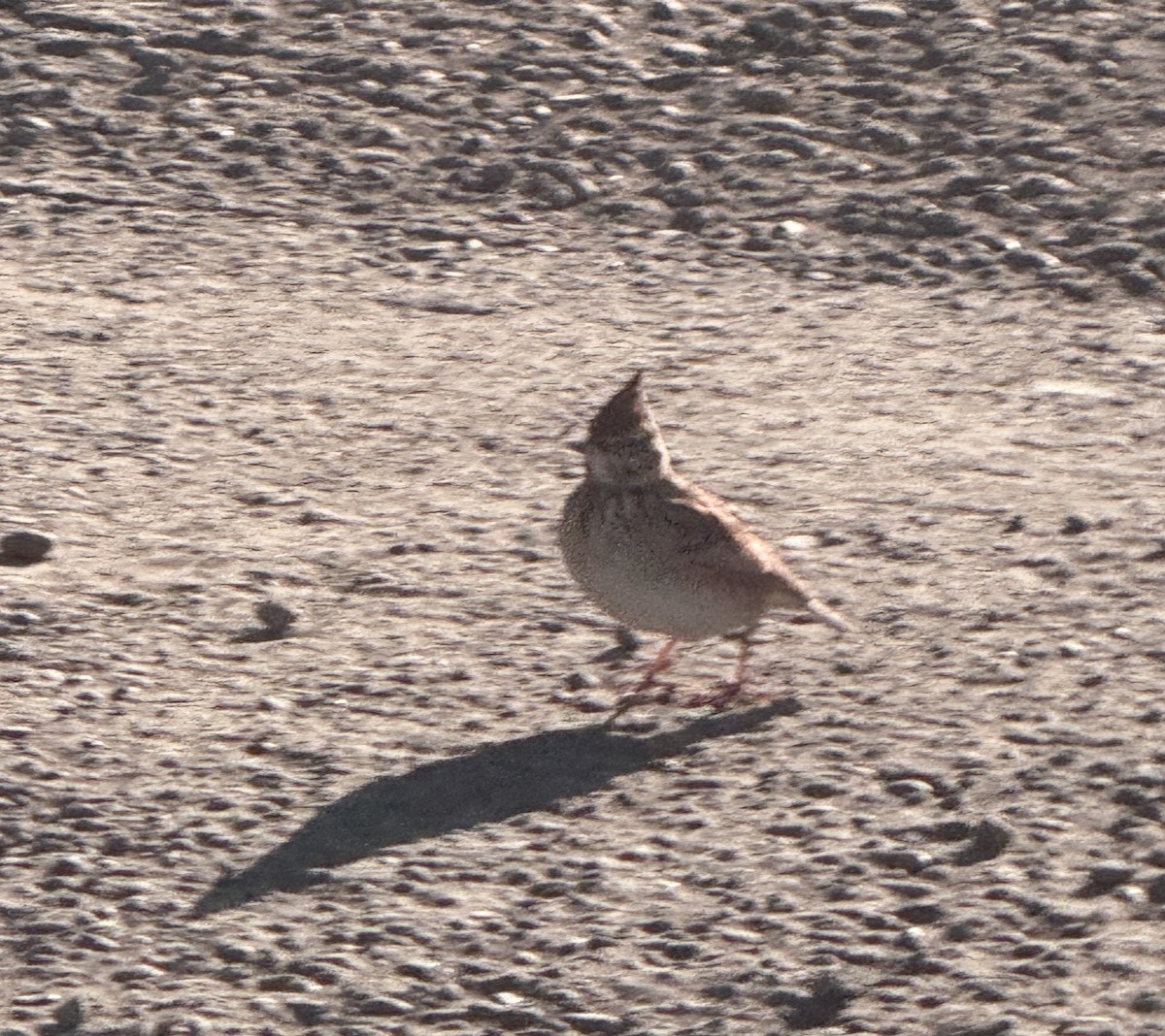 Cogujada Común - ML646960585