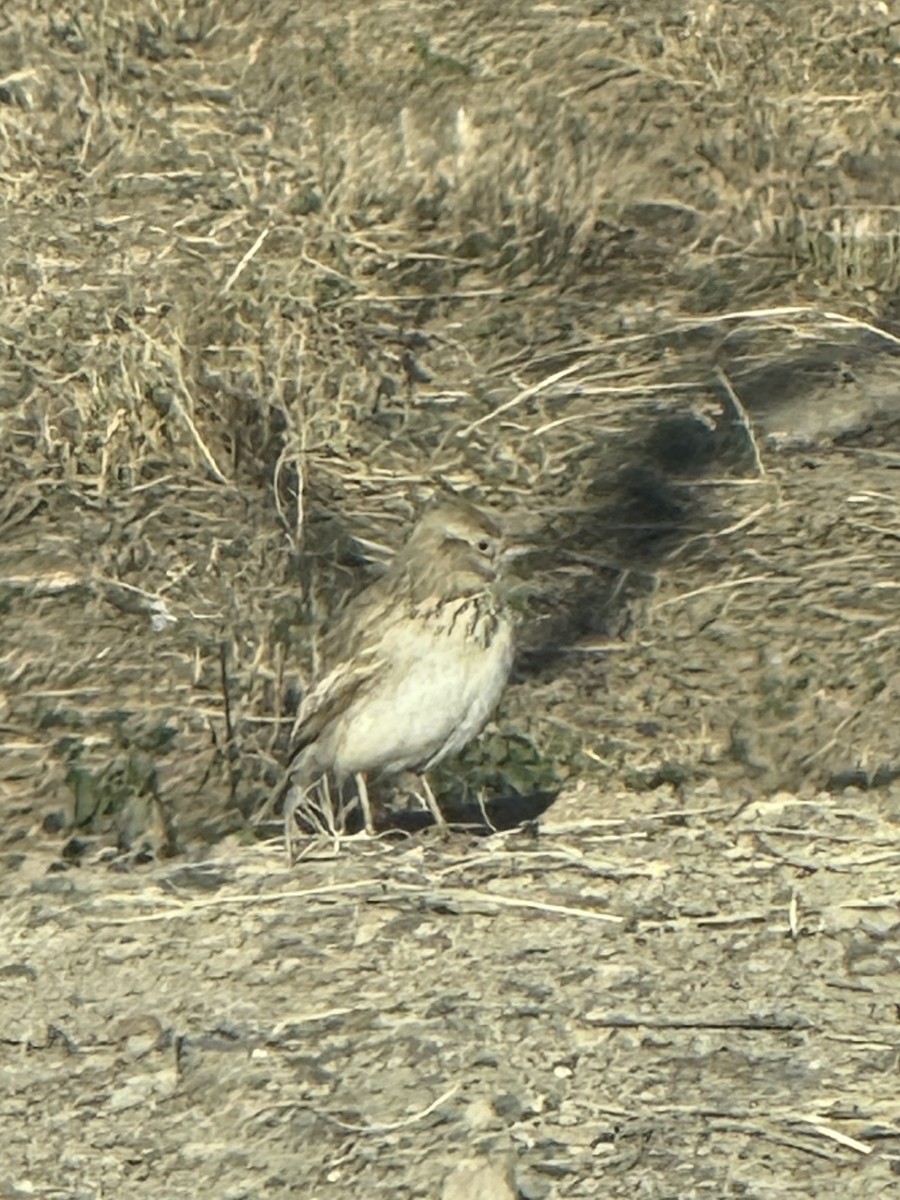 Cogujada Común - ML646960587