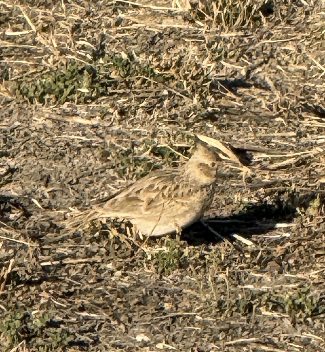 Cogujada Común - ML646960588