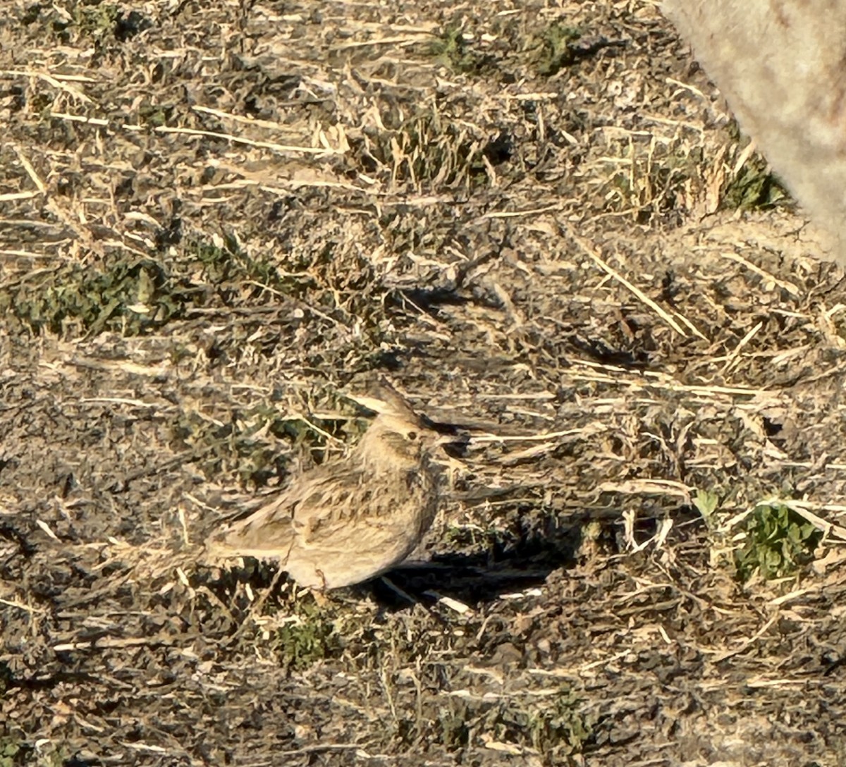 Cogujada Común - ML646960589