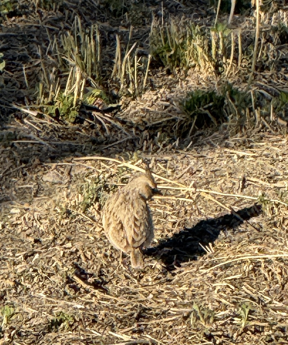 Cogujada Común - ML646960591