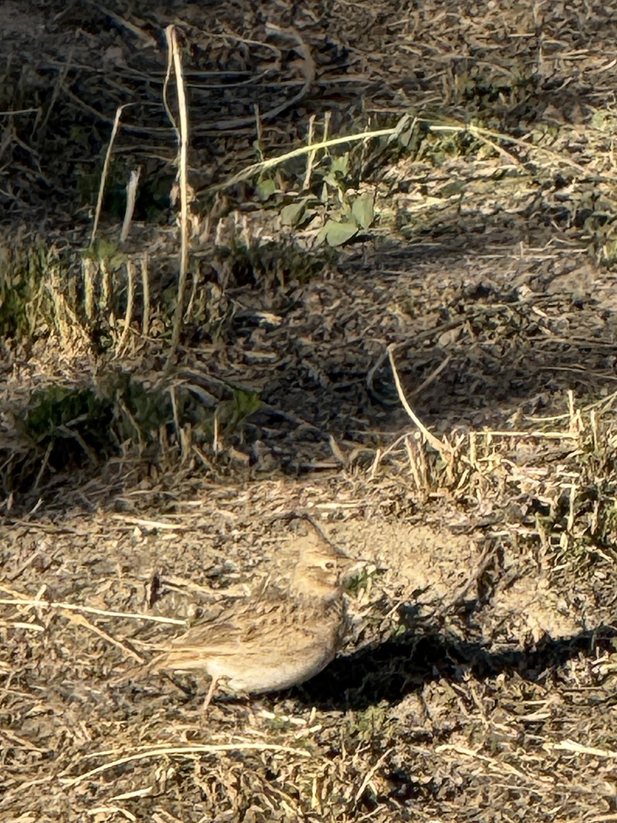 Cogujada Común - ML646960592